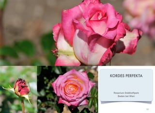 KORDES PERFEKTA
91
Rosarium Doblhoffpark
Baden bei Wien
 