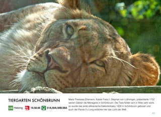 Maria Theresias Ehemann, Kaiser Franz I. Stephan von Lothringen, präsentierte 1752
seinen Gästen die Menagerie in Schönbrunn. Die Tiere fühlen sich in Wien sehr wohl,
so wurde das erste afrikanische Elefantenbaby 1906 in Schönbrunn geboren und
auch der Panda Fu Long erblickte hier das Licht der Welt.
23
TIERGARTEN SCHÖNBRUNN
Hietzing 51A,56A,56B,58A10,58,60
 