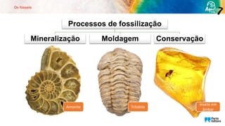 Os fósseis
Processos de fossilização
Mineralização Moldagem Conservação
Inseto em
âmbar
Amonite Trilobite
 