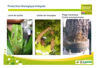 Protection Biologique Intégrée


Larve de syrphe       Lâcher de chrysopes   Piège mécanique
                                            Contre processionnaire




                                                                 Organisé par
 