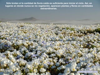 Sólo brotan si la cantidad de lluvia caída es suficiente para iniciar el ciclo. Así, en
lugares en donde nunca se vio vegetación, aparecen plantas y flores en cantidades
extraordinarias.
 