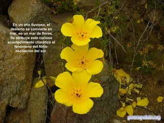 En un año lluvioso, el
desierto se convierte en
mar, en un mar de flores.
Se atribuye este curioso
acontecimiento climático al
fenómeno del Niño-
oscilación del sur.
 