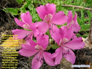 El fenómeno del
desierto florido
provoca un fuerte
impacto sobre el
sistema ecológico
de la zona.
Durante este
evento, aumenta
en forma notable
la cantidad de
insectos y aves,
de los cuales en
años secos, se
ven muy pocos.
 