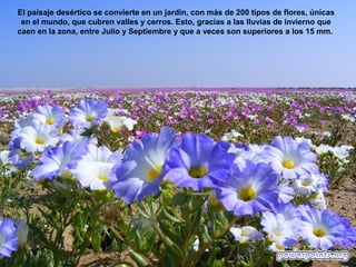 El paisaje desértico se convierte en un jardín, con más de 200 tipos de flores, únicas
en el mundo, que cubren valles y cerros. Esto, gracias a las lluvias de invierno que
caen en la zona, entre Julio y Septiembre y que a veces son superiores a los 15 mm.
 