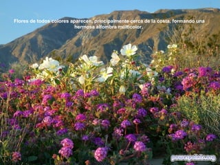 Flores de todos colores aparecen, principalmente cerca de la costa, formando una
hermosa alfombra multicolor.
 