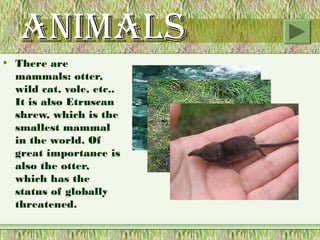AnimAls
• There are
  mammals: otter,
  wild cat, vole, etc..
  It is also Etruscan
  shrew, which is the
  smallest mammal
  in the world. Of
  great importance is
  also the otter,
  which has the
  status of globally
  threatened.
 