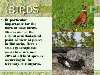 Birds
• Of particular
  importance for the
  flora of lake birds.
  This is one of the
  richest ornithological
  point of view of places
  in Bulgaria. Here a
  small geographical
  area there are over
  70% of all bird species
  occurring in the
  territory of Bulgaria.
 