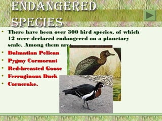 endAngered
   species
• There have been over 300 bird species, of which
  12 were declared endangered on a planetary
  scale. Among them are:
• Dalmatian Pelican
• Pygmy Cormorant
• Red-breasted Goose
• Ferruginous Duck
• Corncrake.
 