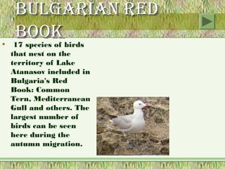 BulgAriAn red
   Book
•  17 species of birds
  that nest on the
  territory of Lake
  Atanasov included in
  Bulgaria's Red
  Book: Common
  Tern, Mediterranean
  Gull and others. The
  largest number of
  birds can be seen
  here during the
  autumn migration.
 