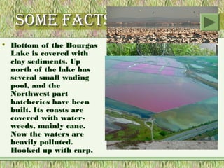 some fActs ABout it
• Bottom of the Bourgas
  Lake is covered with
  clay sediments. Up
  north of the lake has
  several small wading
  pool, and the
  Northwest part
  hatcheries have been
  built. Its coasts are
  covered with water-
  weeds, mainly cane.
  Now the waters are
  heavily polluted.
  Hooked up with carp.
 