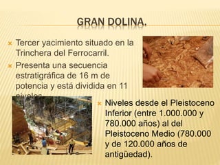 GRAN DOLINA.
 Tercer yacimiento situado en la
Trinchera del Ferrocarril.
 Presenta una secuencia
estratigráfica de 16 m de
potencia y está dividida en 11
niveles.
 Niveles desde el Pleistoceno
Inferior (entre 1.000.000 y
780.000 años) al del
Pleistoceno Medio (780.000
y de 120.000 años de
antigüedad).
 