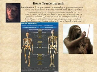 Homo Neanderthalensis
Se extinguieron. Los neandertales eran más bajos que nosotros, pero
tenían una musculatura extremadamente fuerte. Sus esqueletos
eran masivos, y tienen prominentes marcas musculares. La
característica facial que más llama la atención es su nariz, que es
grande y bulbosa. Esta adaptación les servía para calentar y
humidificar el aire que inhalaban, y para perder calor con el que
exhalaban, protegiéndose así de sufrir de sobrecalentamiento.
 