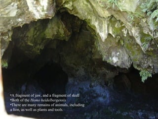 •A fragment of jaw, and a fragment of skull
•Both of the Homo heidelbergensis
•There are many remains of animals, including
a lion, as well as plants and tools.