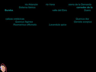 Está limitada por el río Arlanzón al sur, río Vena al norte y la sierra de la Demanda,
estribación del Sistema Ibérico, al este. Forma parte del denominado corredor de la
Bureba, importante e histórico paso entre el valle del Ebro y la cuenca del Duero.
Desde el punto de vista orográfico es una formación modesta, con una cota máxima de
1.079 metros sobre el nivel del mar en la Cumbre de San Vicente. Está formada por
calizas cretácicas cubiertas por importantes masas de encinares (Quercus ilex),
quejigales (Quercus faginea) y, sobre todo, monte bajo de aulaga (Genista scorpius),
romero (Rosmarinus officinalis), espliego (Lavandula spica), tomillo (Thymus sp.) y
salvia (Salvia sp.).
El paso de la Bureba ha sido utilizado a lo largo de toda su existencia como paso
principal hacia el interior de la península Ibérica desde Europa. Como ya se ha indicado,
une el valle del Ebro, vertiente mediterránea, con el valle del Duero, vertiente Atlántica,
a la vez que se sitúa en la ruta, que proveniente de los pasos pirenaicos se dirigen
hacía los demás lugares peninsulares, bien hacía el oeste (Galicia y Portugal) como
hacia el sur (la meseta castellana, Andalucía, Extremadura, sur de Portugal y África).
Una de las principales calzadas romanas pasaba por aquí al igual que el Camino de
Santiago en la Edad Media, la carretera principal N-I a finales del siglo XIX y, hoy día, la
autopista AP-1.
No sólo ha sido el ser humano, en cualquiera de sus especies, quien lo ha utilizado: la
fauna y la flora también lo han elegido en sus expansiones. Esto ha dado lugar a una
importante presencia de fauna y flora diversa y a la ocupación humana continuada
desde hace más de 800.000 años, ayudada por la fertilidad de las tierras y la
abundancia de recursos.

 