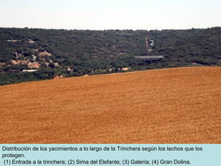 Distribución de los yacimientos a lo largo de la Trinchera según los techos que los
protegen.
(1) Entrada a la trinchera; (2) Sima del Elefante; (3) Galería; (4) Gran Dolina.

 