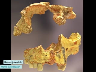 Rostro juvenil de
Homo antecessor.

 