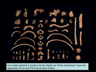Una visión general a muchos de los fósiles de 'Homo antecessor' que han
aparecido en el nivel TD-6 de la Gran Dolina

 