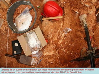 Detalle de un cuadro de excavación con todos los utensilios necesarios para extraer los fósiles
del sedimento, como la mandíbula que se observa, del nivel TD-10 de Gran Dolina
 