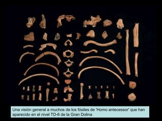 Una visión general a muchos de los fósiles de 'Homo antecessor' que han
aparecido en el nivel TD-6 de la Gran Dolina
 