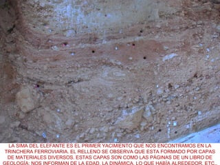 LA SIMA DEL ELEFANTE ES EL PRIMER YACIMIENTO QUE NOS ENCONTRAMOS EN LA
TRINCHERA FERROVIARIA. EL RELLENO SE OBSERVA QUE ESTA FORMADO POR CAPAS
DE MATERIALES DIVERSOS. ESTAS CAPAS SON COMO LAS PÁGINAS DE UN LIBRO DE
GEOLOGÍA: NOS INFORMAN DE LA EDAD, LA DINÁMICA, LO QUE HABÍA ALREDEDOR, ETC..

 