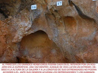 AL PARECER LOS GRANDES HERBÍVOROS PODÍAN CAER EN EL INTERIOR POR UN AGUJERO EN LA SUPERFICIE, UNA VEZ DENTRO, AUNQUE SE VEÍA LUZ EN UN EXTREMO, DEBIDO A LA ALTURA DE LA GALERÍA Y A LA LONGITUD DE SUS EXTREMIDADES NO PODÍAN
ACCEDER A ÉL. ANTE SUS GEMIDOS ACUDÍAN LOS DEPREDADORES Y LOS HUMANOS.

 