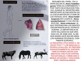 RESUMEN DEL PANEL: EN LA
GRAN DOLINA EL Homo heidelbergensis TENÍA SU CAMPAMENTO Y
POR TANTO DEJÓ MUCHOS FÓSILES, AUNQUE EL REGISTRO MÁS
IMPORTANTE SE ENCUENTRA EN
LA CUEVA MAYOR EN LA SIMA DE
LOS HUESOS. ESTE Homo heidelbergensis DIO LUGAR AL Homo
neanderthalensis Y A SU VEZ DERIVÓ DEL Homo antecessor AL
QUE PERTENECÍAN LOS DIENTES
ENCONTRADOS EN EL ESTRATO
AURORA. LA IMPORTANCIA DE
ESTE HALLAZGO ES QUE GRACIAS A ÉL SE SABE QUE, AL MENOS DESDE HACE 800.000 AÑOS,
LOS HUMANOS OCUPAN EL CONTINENTE EUROPEO.
LA INDUSTRIA LÍTICA MODO 3 (NIVELES TD10 Y 11) SE BASA EN LA
TÉCNICA LEVALLOIS, SE PREPARA
EXHAUSTIVAMENTE EL SOPORTE
PARA EXTRAER LASCAS CASI
IDÉNTICAS CON FILOS CORTANTES NATURALES, FORMA MÁS O
MENOS APUNTADA Y POCO ESPESOR Y ESPECIALIZADOS.

 