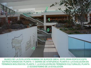 MUSEO DE LA EVOLUCIÓN HUMANA DE BURGOS (MEH). ESTE GRAN EDIFICIO ESTÁ
ESTRUCTURADO EN: PLANTA -1: SIERRA DE ATAPUERCA; PLANTA 0: LA EVOLUCIÓN EN
TÉRMINOS BIOLÓGICOS; PLANTA 1: LA EVOLUCIÓN EN TÉRMINOS CULTURALES; PLANTA
2: ECOSISTEMAS DE LA EVOLUCIÓN

 