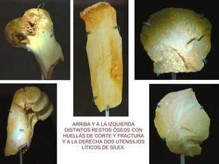 ARRIBA Y A LA IZQUIERDA
DISTINTOS RESTOS ÓSEOS CON
HUELLAS DE CORTE Y FRACTURA
Y A LA DERECHA DOS UTENSILIOS
LÍTICOS DE SÍLEX.

 