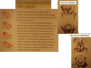 PELVIS HUMANA

PELVIS DE CIMPANCÉ

 