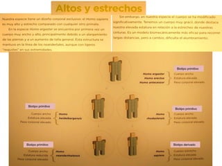 Biotipo primitivo

Biotipo primitivo

Biotipo primitivo

Biotipo primitivo

Biotipo derivado

 