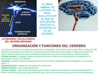 DENDRITAS

SENTIDO
DEL
IMPULSO
NERVIOSO

CUERPO
NEURONAL

AXÓN

TERMINACIONES
AXÓNICAS

EL Homo
sapiens HA
LLEGADO AL
NIVEL
EVOLUTIVO EN
EL QUE SE
ENCUENTRA
GRACIAS AL
DESARROLLO
DE SU
CEREBRO

LA NEURONA: CÉLULA BÁSICA
DEL SISTEMA NERVIOSO

ORGANIZACIÓN Y FUNCIONES DEL CEREBRO
El cerebro es la sede de nuestros pensamientos y sentimientos. Se compone de dos hemisferios unidos por 300
millones de conexiones que permiten la transmisión de la información entre ambos. Trabaja constantemente,
incluso mientras dormimos; toda su actividad es electroquímica y está estructurado en diferentes partes:
-Corteza cerebral: 6 delgadas capas de células nerviosas, donde ocurre la percepción, la imaginación, el
pensamiento, el juicio y la decisión.
-Cerebelo: controla el grado de adecuación de los movimientos realizados (si son exagerados, si se quedan
cortos…).
-Ganglios basales: regulan las secuencias de movimiento.
-Sistema límbico: es el cerebro emocional.
-Tronco cerebral: regula funciones básicas para nuestra supervivencia (respirar, mantenernos despiertos…).
Mucha de la información que recibe el cerebro sale y entra a través de doce pares de nervios allí localizados.

 