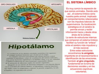 GIRO CINGULADO

AMÍGDALA

HIPOCAMPO

HIPOTÁLAMO

EL SISTEMA LÍMBICO
Es muy común la expresión de
que somos animales. Siendo esto
así , el sistema límbico sería
nuestra parte animal, implicado
en comportamientos relacionados
con los impulsos básicos de
supervivencia. Su localización
estratégica en el cerebro le
permite enviar y recibir
información hacia y desde otras
áreas de la corteza.
La serie de estructuras internas
que componen el sistema límbico
facilitan su función de “enlace”
entre el cerebro más impulsivo y
el más racional.
Entre estas estructuras
encontramos la amígdala,
importante en el reconocimiento e
identificación de las emociones.
También el giro cingulado,
fundamental en la toma de
decisiones sociales y en las
actuaciones cognitivas
voluntarias.

 