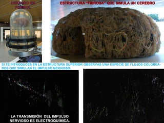 SI TE INTRODUCES EN LA ESTRUCTURA SUPERIOR OBSERVAS UNA ESPECIE DE FLUJOS COLOREADOS QUE SIMULAN EL IMPULSO NERVIOSO.

LA TRANSMISIÓN DEL IMPULSO
NERVIOSO ES ELECTROQUÍMICA.

 