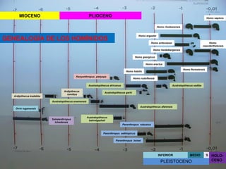 MIOCENO

PLIOCENO

Homo sapiens
Homo rhodesiensis
Homo ergaster

GENEALOGÍA DE LOS HOMÍNIDOS

Homo antecessor

Homo
neanderthalensis

Homo heidelbergensis
Homo georgicus
Homo erectus
Homo floresiensis

Homo habilis
Kenyanthropus platyops

Homo rudolfensis

Australopithecus africanus

Ardipithecus kadabba

Ardipithecus
ramidus

Australopithecus sediba

Australopithecus garhi

Australopithecus anamensis
Australopithecus afarensis

Orrin tugenensis

Sahelanthropus
tchadensis

Australopithecus
bahrelgazhali
Paranthropus robustus
Paranthropus aethiopicus
Paranthropus boisei

INFERIOR

MEDIO

PLEISTOCENO

S

HOLOCENO

 