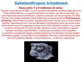 Sahelanthropus tchadensis
Hace entre 7 y 6 millones de años
Durante el mes de julio de 2001, en un yacimiento del desierto de Djurab (Republica del
Chad). Michel Brunet y su equipo encontraron un cráneo muy bien conservado, así
como fragmentos de dos mandíbulas y dientes sueltos de una nueva especie. En 2002,
Brunet y sus colegas publicaron estos fósiles bajo la denominación de Sahelantropus
tchadensis. Este cráneo se conoce popularmente como Toumaï, que en idioma Goran
significa “esperanza de vivir”. Así son llamados en el Sahel los niños que nacen antes
de la estación seca. Su capacidad craneal era de 350 centímetros cúbicos, muy similar
a la de los chimpancés. Su cara era alta, estrecha y corta y presentaba un grueso
reborde óseo (torus supraorbitario), mientras que sus caninos eran pequeños.
La posición avanzada del agujero occipital sugiere que los individuos de esta especie
caminaban erguidos. Toumaï tiene una antigüedad entre seis y siete millones de años.
Vivía en la sabana arbolada y zonas pantanosas. La dieta era vegetariana.

 