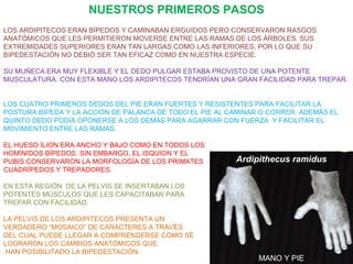 NUESTROS PRIMEROS PASOS
LOS ARDIPITECOS ERAN BÍPEDOS Y CAMINABAN ERGUIDOS PERO CONSERVARON RASGOS
ANATÓMICOS QUE LES PERMITIERON MOVERSE ENTRE LAS RAMAS DE LOS ÁRBOLES. SUS
EXTREMIDADES SUPERIORES ERAN TAN LARGAS COMO LAS INFERIORES, POR LO QUE SU
BIPEDESTACIÓN NO DEBIÓ SER TAN EFICAZ COMO EN NUESTRA ESPECIE.
SU MUÑECA ERA MUY FLEXIBLE Y EL DEDO PULGAR ESTABA PROVISTO DE UNA POTENTE
MUSCULATURA. CON ESTA MANO LOS ARDIPITECOS TENDRÍAN UNA GRAN FACILIDAD PARA TREPAR.
LOS CUATRO PRIMEROS DEDOS DEL PIE ERAN FUERTES Y RESISTENTES PARA FACILITAR LA
POSTURA BÍPEDA Y LA ACCIÓN DE PALANCA DE TODO EL PIE AL CAMINAR O CORRER. ADEMÁS EL
QUINTO DEDO PODÍA OPONERSE A LOS DEMÁS PARA AGARRAR CON FUERZA Y FACILITAR EL
MOVIMIENTO ENTRE LAS RAMAS.
EL HUESO ÍLION ERA ANCHO Y BAJO COMO EN TODOS LOS
HOMÍNIDOS BÍPEDOS. SIN EMBARGO, EL ISQUION Y EL
PUBIS CONSERVARON LA MORFOLOGÍA DE LOS PRIMATES
CUADRÍPEDOS Y TREPADORES.

Ardipithecus ramidus

EN ESTA REGIÓN DE LA PELVIS SE INSERTABAN LOS
POTENTES MÚSCULOS QUE LES CAPACITABAN PARA
TREPAR CON FACILIDAD.
LA PELVIS DE LOS ARDIPITECOS PRESENTA UN
VERDADERO “MOSAICO” DE CARACTERES A TRAVÉS
DEL CUAL PUEDE LLEGAR A COMPRENDERSE CÓMO SE
LOGRARON LOS CAMBIOS ANATÓMICOS QUE
HAN POSIBILITADO LA BIPEDESTACIÓN.

MANO Y PIE

 