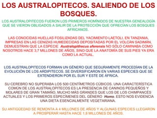 LOS AUSTRALOPITECOS. SALIENDO DE LOS
BOSQUES.
LOS AUSTRALOPITECOS FUERON LOS PRIMEROS HOMÍNIDOS DE NUESTRA GENEALOGÍA
QUE SE VIERON OBLIGADOS A SALIR DE LA PROTECCIÓN QUE OFRECÍAN LOS BOSQUES
AFRICANOS.
LAS CONOCIDAS HUELLAS FOSILIZADAS DEL YACIMIENTO LAETOLI, EN TANZANIA,
IMPRESAS EN LAS CENIZAS HUMEDECIDAS DEPOSITADAS POR EL VOLCÁN SADIMÁN,
DEMUESTRAN QUE LA ESPECIE Australopithecus aferensis NO SÓLO CAMINABA COMO
NOSOTROS HACE 3,7 MILLONES DE AÑOS, SINO QUE LA ANATOMÍA DE SUS PIES YA ERA
COMO LA ACTUAL.
LOS AUSTRALOPITECOS FORMAN UN GÉNERO QUE SEGURAMENTE PROCEDÍAN DE LA
EVOLUCIÓN DE LOS ARDIPITECOS. SE DIVERSIFICARON EN VARIAS ESPECIES QUE SE
EXTENDIERON POR EL SUR Y ESTE DE ÁFRICA.
SU CEREBRO NO SUPERABA LOS 500 CENTÍMETROS CÚBICOS. UNA CARACTERÍSTICA
COMÚN DE LOS AUSTRALOPITECOS ES LA PRESENCIA DE CANINOS PEQUEÑOS Y
MOLARES DE GRAN TAMAÑO, MUCHO MÁS GRANDES QUE LOS DE LOS CHIMPANCÉS
ACTUALES Y LOS PRIMEROS ESPECÍMENES DEL GÉNERO Homo. ESTO NOS EVIDENCIA
UNA DIETA ESENCIALMENTE VEGETARIANA.
SU ANTIGÜEDAD SE REMONTA A 4 MILLONES DE AÑOS Y ALGUNAS ESPECIES LLEGARON
A PROSPERAR HASTA HACE 1,8 MILLONES DE AÑOS.

 