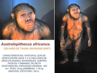 Australopithecus africanus.
1925 NIÑO DE TAUNG (RAYMOND DART)
CARACTERÍSTICAS: VIVIÓ EN EL SUR DE
AFRICA ENTRE HACE 3 Y 2,5 MILLONES DE
AÑOS (PLIOCENO), EN BOSQUES SUBTROPICALES Y SABANAS. DE DIETA
VEGETARIA-NA. CAPACIDAD CRANEAL 450
cm3. PESO: 30 kg (HEMBRAS) Y 45 kg
(MACHOS). ESTATURA 1,50 m.

 