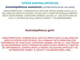OTROS AUSTRALOPITECOS
Australopithecus anamensis (AUSTRALOPITECOS DE LOS LAGOS)
CARACTERÍSTICAS: VIVIERON EN EL ESTE DE ÁFRICA DESDE HACE 4,2 A 3
MILLONES DE AÑOS (PLIOCENO), EN SELVAS Y ZONAS DE BOSQUE ABIERTO.
DIETA VEGETARIANA. CAPACIDAD CRANEAL DE 500 cm3. UNA ESTATURA DE
1,40 m Y UN PESO DE 30 kg. MEAVE LEAKEY Y COLABORADORES.

Australopithecus garhi
CARACTERÍSTICAS: VIVIERON EN EL ESTE DE ÁFRICA HACE 2,5 MILLONES DE
AÑOS (PLIOCENO-PLEISTOCENO), EN LA SABANA. DIETA OMNÍVORA CON
PREFERENCIA DE VEGETALES. CAPACIDAD CRANEAL DE 450 cm3. SUS FÓSILES
SE ENCONTRARON JUNTO A PIEDRAS DE ASPECTO MUY PRIMITIVO Y RESTOS
DE VERTEBRADOS ¿MANIPULARON LA PIEDRA LOS AUSTRALOPITECOS Y SE
NUTRIERON DE CARNE? B. ASFAW Y COLABORADORES (1996).

 