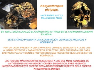 Kenyanthropus
platyops.
HACE ENTRE 3,5 Y 3,3
MILLONES DE AÑOS.

EN 1998 J. ERUS LOCALIZÓ EL CRÁNEO KNM-WT 40000 EN EL YACIMIENTO LOMEKWI
EN KENIA.
ESTE CRÁNEO PRESENTA UNA COMBINACIÓN DE RASGOS ARCAICOS Y
MODERNOS.
POR UN LADO, PRESENTA UNA CAPACIDAD CRANEAL SEMEJANTE A LA DE LOS
AUSTRALOPITECOS Y PARANTROPOS; POR OTRO LADO, PRESENTA UNA CARA
BASTANTE PLANA Y DIENTES POSTERIORES MÁS PEQUEÑOS QUE LOS DE ESTOS
HOMÍNIDOS.
LOS RASGOS MÁS MODERNOS RECUERDAN A LOS DEL Homo rudolfensis. DE
ANTIGÜEDAD MUCHO MENOR Y ORIGEN ENIGMÁTICO; PARA ALGUNOS
INVESTIGADORES ESTA ESPECIE SERÍA DESCENDIENTE DIRECTA DE LA ESPECIE
Kenyanthropus platyops.

 