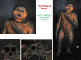 Paranthropus
boisei.
HACE ENTRE 2,3
Y 1 MILLONES
DE AÑOS.

 