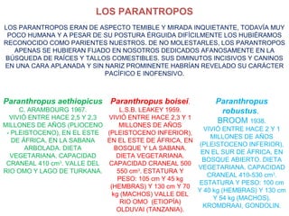 LOS PARANTROPOS
LOS PARANTROPOS ERAN DE ASPECTO TEMIBLE Y MIRADA INQUIETANTE, TODAVÍA MUY
POCO HUMANA Y A PESAR DE SU POSTURA ÉRGUIDA DIFÍCILMENTE LOS HUBIÉRAMOS
RECONOCIDO COMO PARIENTES NUESTROS. DE NO MOLESTARLES, LOS PARANTROPOS
APENAS SE HUBIERAN FIJADO EN NOSOTROS DEDICADOS AFANOSAMENTE EN LA
BÚSQUEDA DE RAÍCES Y TALLOS COMESTIBLES. SUS DIMINUTOS INCISIVOS Y CANINOS
EN UNA CARA APLANADA Y SIN NARIZ PROMINENTE HABRÍAN REVELADO SU CARÁCTER
PACÍFICO E INOFENSIVO.

Paranthropus aethiopicus Paranthropus boisei.
C. ARAMBOURG 1967.
VIVIÓ ENTRE HACE 2,5 Y 2,3
MILLONES DE AÑOS (PLIOCENO
- PLEISTOCENO), EN EL ESTE
DE ÁFRICA, EN LA SABANA
ARBOLADA. DIETA
VEGETARIANA. CAPACIDAD
CRANEAL 410 cm3. VALLE DEL
RIO OMO Y LAGO DE TURKANA.

Paranthropus
robustus.
BROOM 1938.

L.S.B. LEAKEY 1959.
VIVIÓ ENTRE HACE 2,3 Y 1
MILLONES DE AÑOS
VIVIÓ ENTRE HACE 2 Y 1
(PLEISTOCENO INFERIOR),
MILLONES DE AÑOS
EN EL ESTE DE ÁFRICA, EN
(PLEISTOCENO INFERIOR),
BOSQUE Y LA SABANA.
EN EL SUR DE ÁFRICA, EN
DIETA VEGETARIANA.
BOSQUE ABIERTO. DIETA
CAPACIDAD CRANEAL 500
VEGETARIANA. CAPACIDAD
550 cm3. ESTATURA Y
CRANEAL 410-530 cm3.
PESO: 105 cm Y 45 kg
ESTATURA Y PESO: 100 cm
(HEMBRAS) Y 130 cm Y 70
Y 40 kg (HEMBRAS) Y 130 cm
kg (MACHOS) VALLE DEL
Y 54 kg (MACHOS).
RIO OMO (ETIOPÍA)
KROMDRAAI, GONDOLIN.
OLDUVAI (TANZANIA).

 