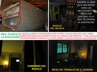 DARWIN: EL AZAR
ES EL QUE DETERMINA LAS
MUTACIONES, LA
SELECCIÓN
NATURAL ES LA
QUE DETERMINA
LA ADAPTACIÓN.

CASCO DEL BEA...