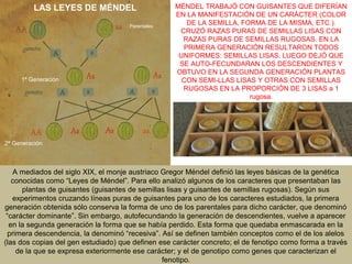 LAS LEYES DE MÉNDEL
Parentales

1ª Generación

MÉNDEL TRABAJÓ CON GUISANTES QUE DIFERÍAN
EN LA MANIFESTACIÓN DE UN CARÁCTER (COLOR
DE LA SEMILLA, FORMA DE LA MISMA, ETC.).
CRUZÓ RAZAS PURAS DE SEMILLAS LISAS CON
RAZAS PURAS DE SEMILLAS RUGOSAS. EN LA
PRIMERA GENERACIÓN RESULTARON TODOS
UNIFORMES: SEMILLAS LISAS. LUEGO DEJÓ QUE
SE AUTO-FECUNDARAN LOS DESCENDIENTES Y
OBTUVO EN LA SEGUNDA GENERACIÓN PLANTAS
CON SEMI-LLAS LISAS Y OTRAS CON SEMILLAS
RUGOSAS EN LA PROPORCIÓN DE 3 LISAS a 1
rugosa.

2ª Generación

A mediados del siglo XIX, el monje austriaco Gregor Méndel definió las leyes básicas de la genética
conocidas como “Leyes de Méndel”. Para ello analizó algunos de los caracteres que presentaban las
plantas de guisantes (guisantes de semillas lisas y guisantes de semillas rugosas). Según sus
experimentos cruzando líneas puras de guisantes para uno de los caracteres estudiados, la primera
generación obtenida sólo conserva la forma de uno de los parentales para dicho carácter, que denominó
“carácter dominante”. Sin embargo, autofecundando la generación de descendientes, vuelve a aparecer
en la segunda generación la forma que se había perdido. Esta forma que quedaba enmascarada en la
primera descendencia, la denominó “recesiva”. Así se definen también conceptos como el de los alelos
(las dos copias del gen estudiado) que definen ese carácter concreto; el de fenotipo como forma a través
de la que se expresa exteriormente ese carácter; y el de genotipo como genes que caracterizan el
fenotipo.

 