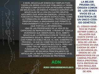 A NIVEL MOLECULAR SOMOS MUY SIMPLES PUES
TODOS LOS SERES VIVOS QUE POBLAMOS LA TIERRA
ESTAMOS COMPUESTOS POR UN PEQUEÑO NÚMERO
DE MOLÉCULAS. EN ESENCIA PODEMOS AGRUPAR LAS
MOLÉCULAS DE LA VIDA EN CUATRO GRUPOS:
AZÚCARES (QUE APORTAN ENERGÍA); LÍPIDOS (CUYA
FUNCIÓN ES PRINCIPALMENTE ESTRUCTURAL, COMO
LA FORMACIÓN DE MEMBRANAS); PROTEÍNAS (QUE
PROPORCIONAN LA MAQUINARIA QUE PERMITE EL
FUNCIONAMIENTO CELULAR) Y ÁCIDOS NUCLEICOS
(QUE PORTAN LA INFORMACIÓN).
UNA DE LAS PROPIEDADES DE LA VIDA ES SU
CAPACIDAD DE REPRODUCIRSE. A PESAR DE TODA LA
DIVERSIDAD QUE OBSERVAMOS, EN EL ÁMBITO
MOLECULAR, LA REPRODUCCIÓN DE TODOS LOS
ORGANISMOS SIGUE EL MISMO PLAN: UNA MOLÉCULA
CON FORMA DE DOBLE HÉLICE, EL ADN, GOBIERNA EL
PROCESO, YA QUE SU COMETIDO ES CONSERVAR Y
TRANSMITIR LA INFORMACIÓN BIOLÓGICA. PERO HAY
OTRO TIPO DE ÁCIDO NUCLEICO, EL ARN,
FUNDAMENTAL PARA LA SUPERVIVENCIA DEL
INDIVIDUO: SE ENCARGA PRINCIPALMENTE DE
ARTICULAR LAS INSTRUCCIONES CONTENIDAS EN EL
ADN, COMO LA SÍTESIS DE PROTEÍNAS.

ADN

LA MEJOR
PRUEBA DEL
ORIGEN COMÚN
DE LOS SERES
VIVOS ES LA
EXISTENCIA DE
UN ÚNICO CÓDIGO GENÉTICO.
EL CÓDIGO GENÉTICO SE PUEDE
DEFINIR COMO LA
RELACIÓN QUE
EXISTE ENTRE LA
SECUENCIA (EL ORDEN) DE LOS NUCLEÓTIDOS EN UNA
CADENA DE ADN Y
LA SECUENCIA (EL
ORDEN) DE LOS
AMINOÁCIDOS EN LA
CADENA POLIPÉPTÍDICA (PROTEÍNA)
CUYA SÍNTESIS HA
SIDO REGULADA
POR DICHA CADENA
DE ADN.

 
