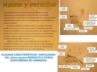 CAVIDAD
NASAL

FARINGE

CAVIDAD
BUCAL

EPIGLOTIS
SITUACIÓN DE LAS
CUERDAS VOCALES
Y DE LA GLOTIS

HUESO
HIOIDES

ESÓFAGO

CARTÍLAGO TIROIDES
TRÁQUEA

CAVIDAD
NASAL

FARINGE
EPIGLOTIS

ALGUNAS CARACTERÍSTICAS “VENTAJOSAS”
DEL Homo sapiens RESPECTO A OTROS
ESPECÍMENES DE HOMÍNIDOS.

CAVIDAD
BUCAL

SITUACIÓN DE LAS
CUERDAS VOCALES
Y DE LA GLOTIS

HUESO HIOIDES

CARTÍLAGO
TIROIDES

ESÓFAGO
TRÁQUEA

 