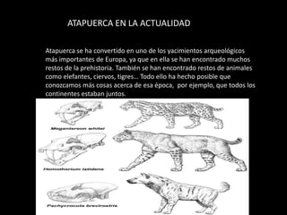 ATAPUERCA EN LA ACTUALIDAD

Atapuerca se ha convertido en uno de los yacimientos arqueológicos
más importantes de Europa, ya que en ella se han encontrado muchos
restos de la prehistoria. También se han encontrado restos de animales
como elefantes, ciervos, tigres… Todo ello ha hecho posible que
conozcamos más cosas acerca de esa época, por ejemplo, que todos los
continentes estaban juntos.
 