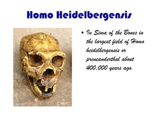 Homo Heidelbergensis
● In Sima of the Bones in
the largest field of Homo
heidelbergensis or
preneanderthal about
400,000 years ago.
 