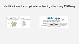ATAQ sequencing details expt, applications | PPTX