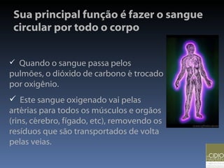 Sua principal função é fazer o sangue circular por todo o corpo Quando o sangue passa pelos  pulmões, o dióxido de carbono é trocado por oxigênio. Este sangue oxigenado vai pelas artérias para todos os músculos e orgãos (rins, cérebro, fígado, etc), removendo os resíduos que são transportados de volta pelas veias.  